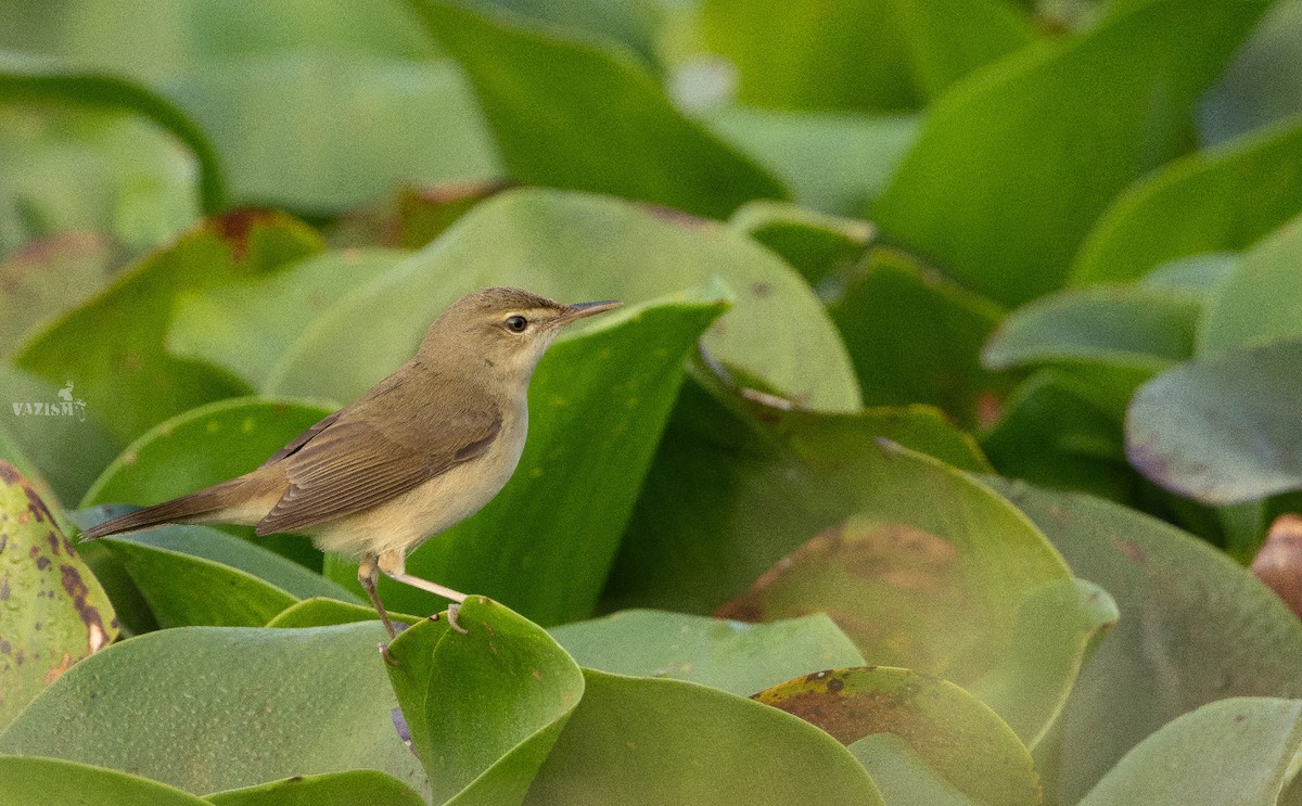 Blyth's Reed Warbler - Angamuthu Arun