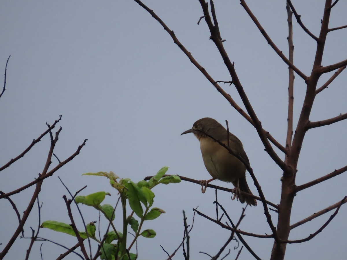 House Wren (Southern) - Ursula K Heise