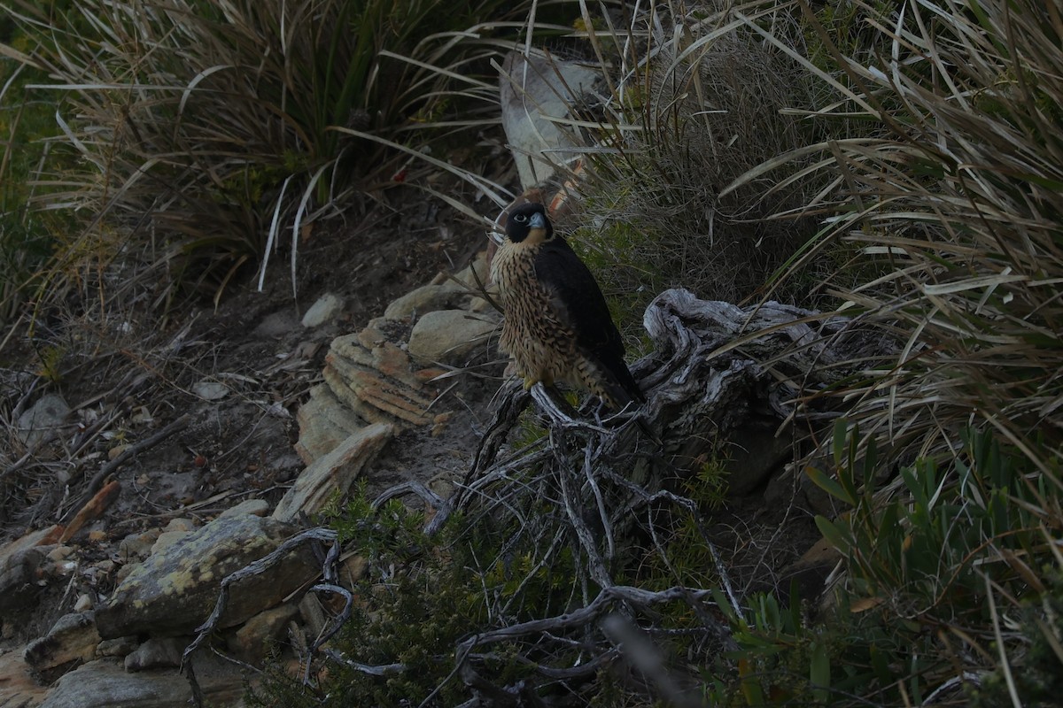 Peregrine Falcon (Australian) - Kylie-Anne Cramsie