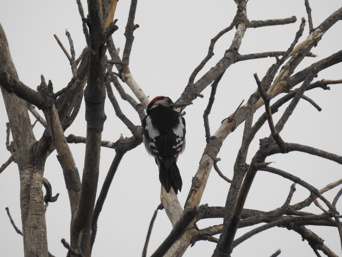 Sind Woodpecker - Elahe Salari