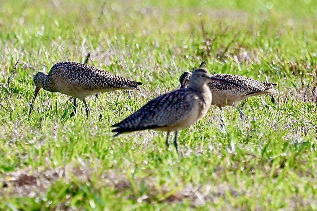 Long-billed Curlew - ML614850215