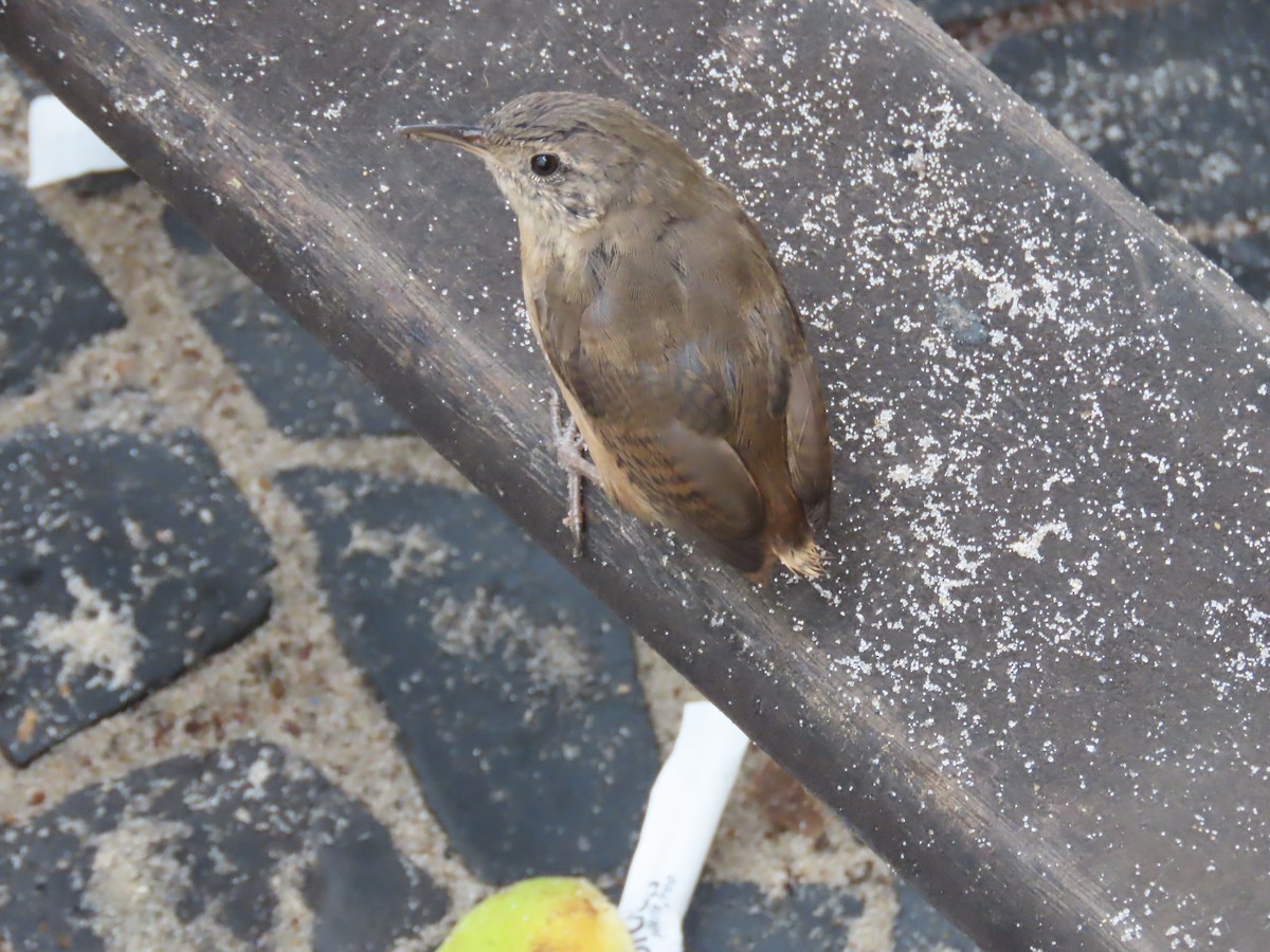 House Wren (Southern) - ML614850235