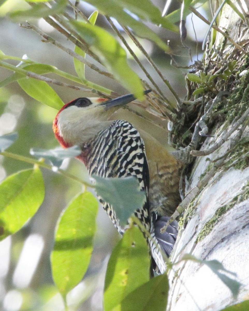 West Indian Woodpecker - Wency Rosales