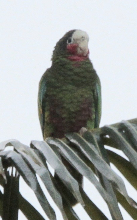 Cuban Parrot - Wency Rosales