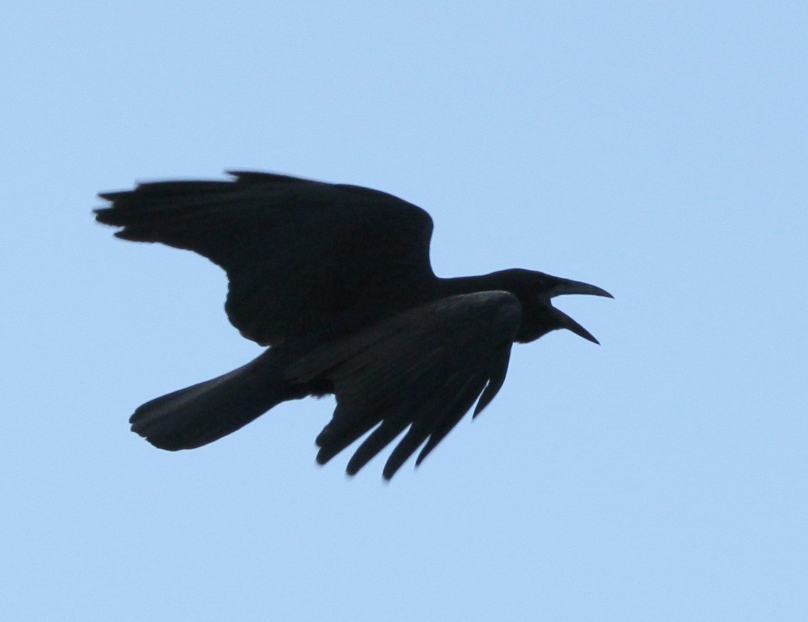 Cuban Crow - ML614850291