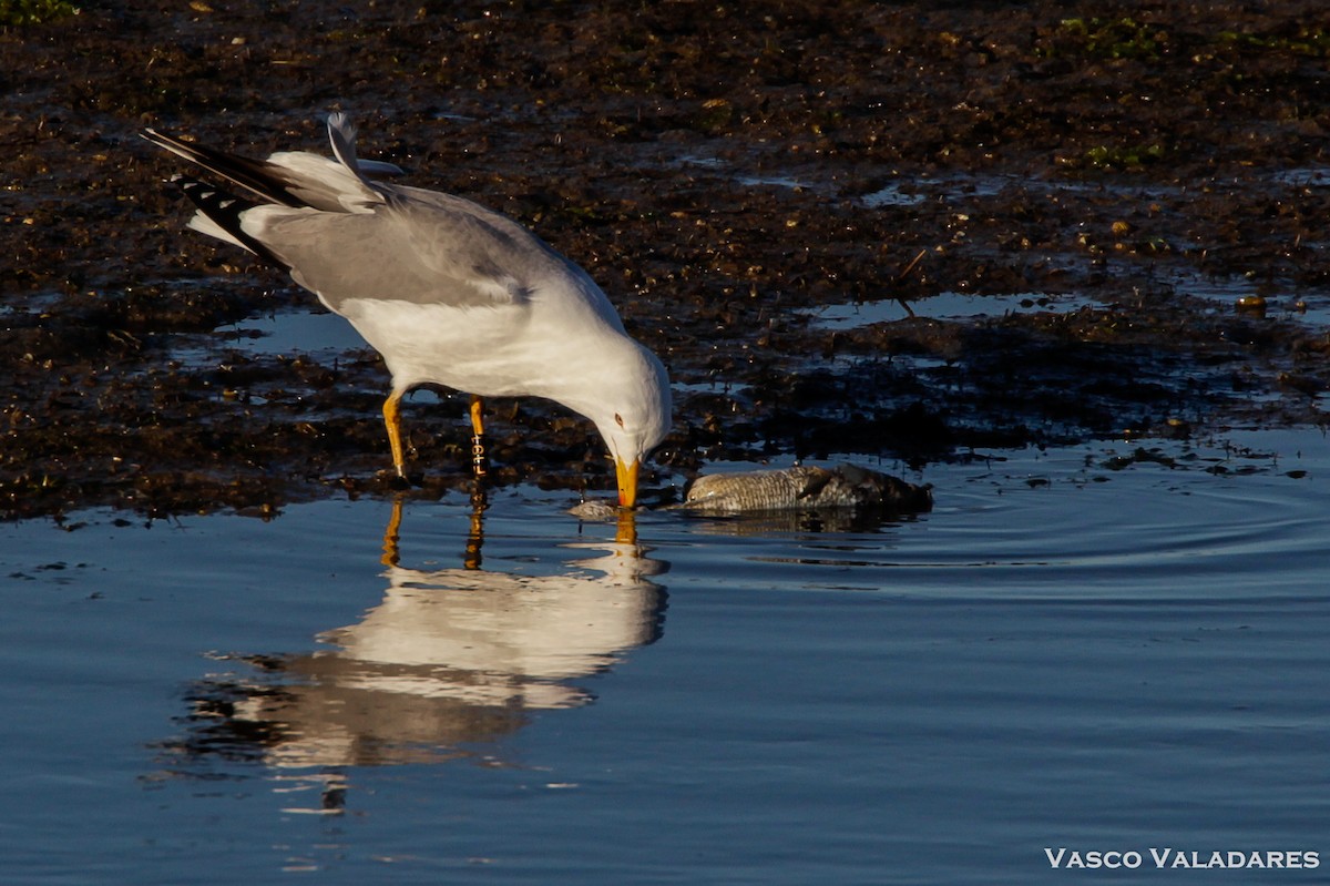Yellow-legged Gull - Vasco Valadares