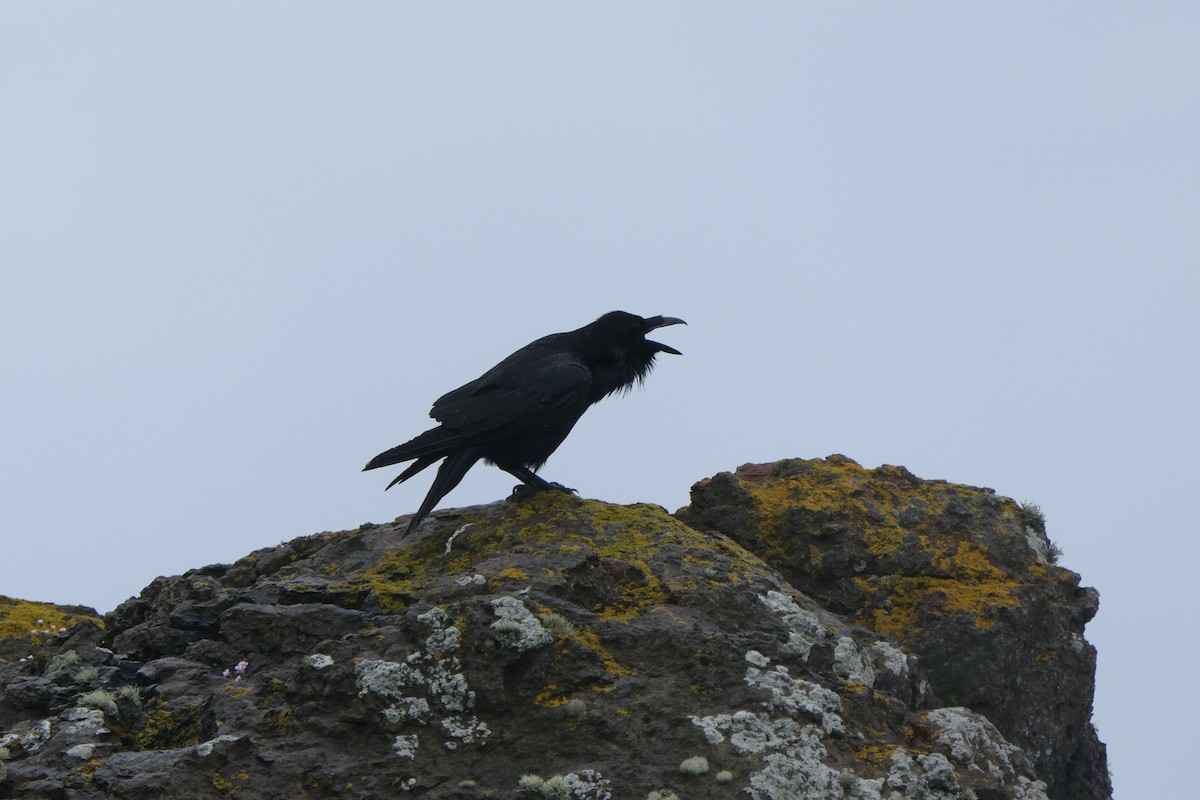 Common Raven - ML614850364