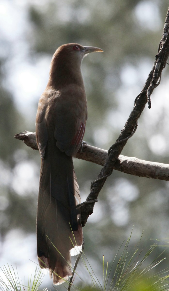 Great Lizard-Cuckoo - Wency Rosales