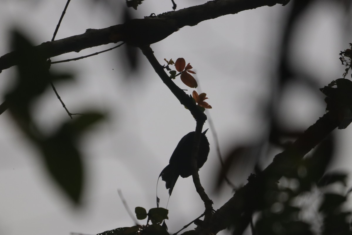 Lesser Racket-tailed Drongo - ML614850413