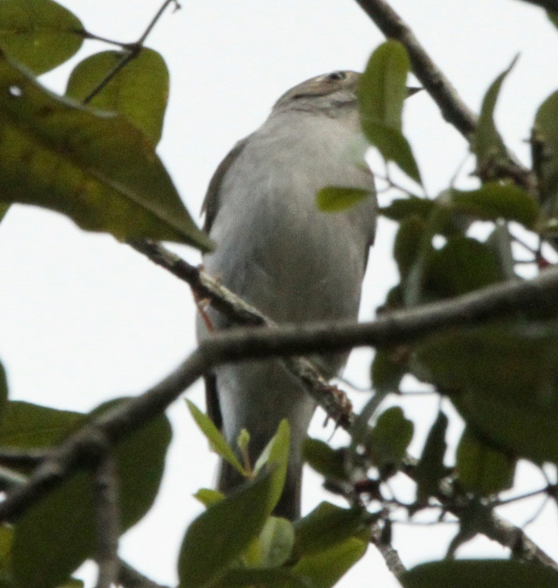 Cuban Solitaire - Wency Rosales