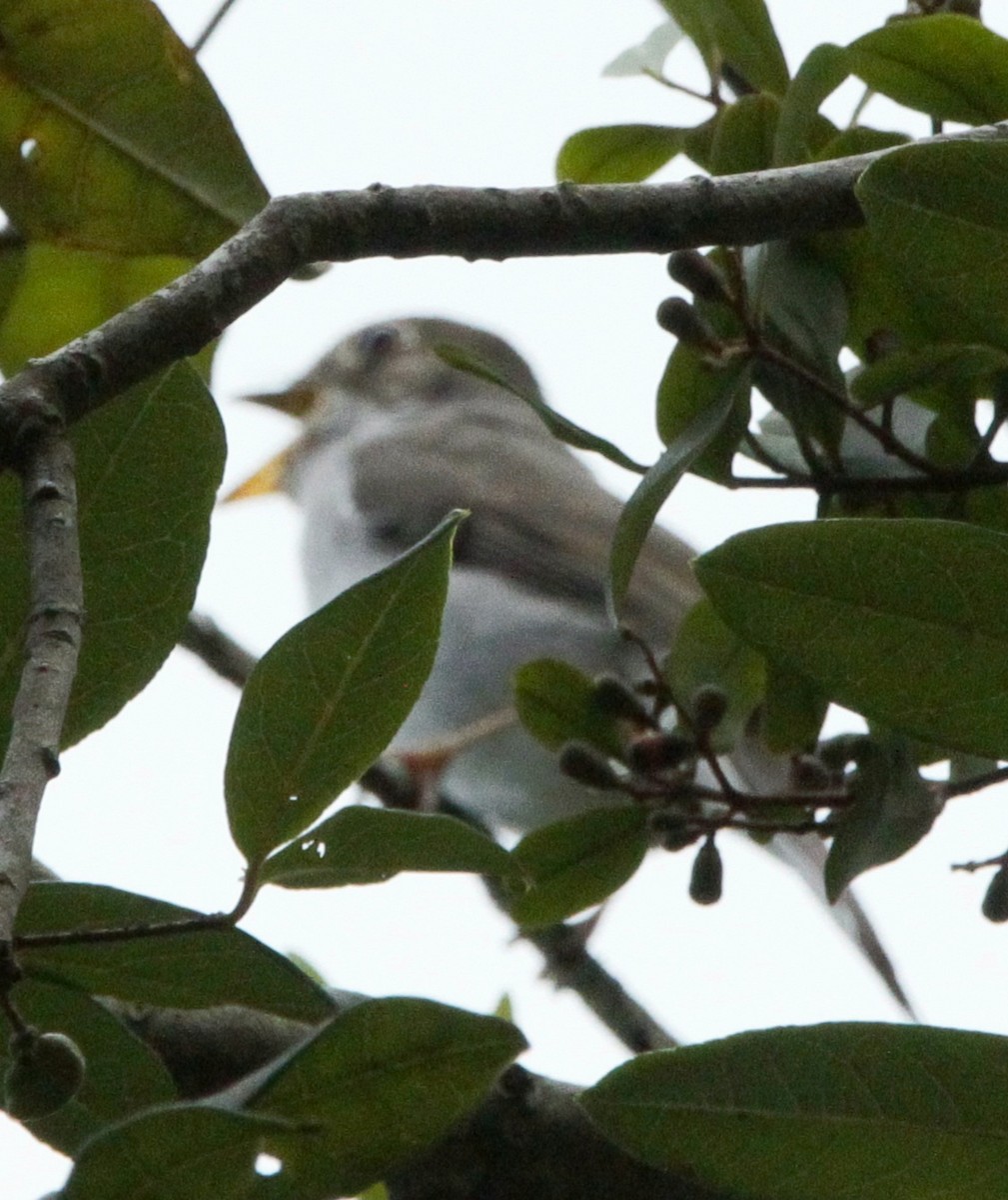 Cuban Solitaire - ML614850433