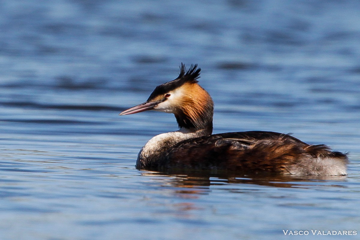 Great Crested Grebe - Vasco Valadares