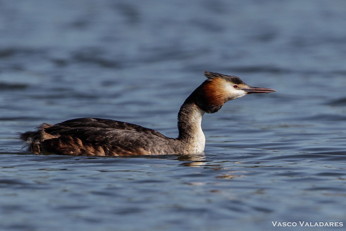 Great Crested Grebe - Vasco Valadares