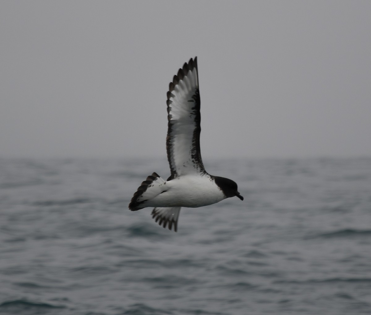 Cape Petrel - ML614850462