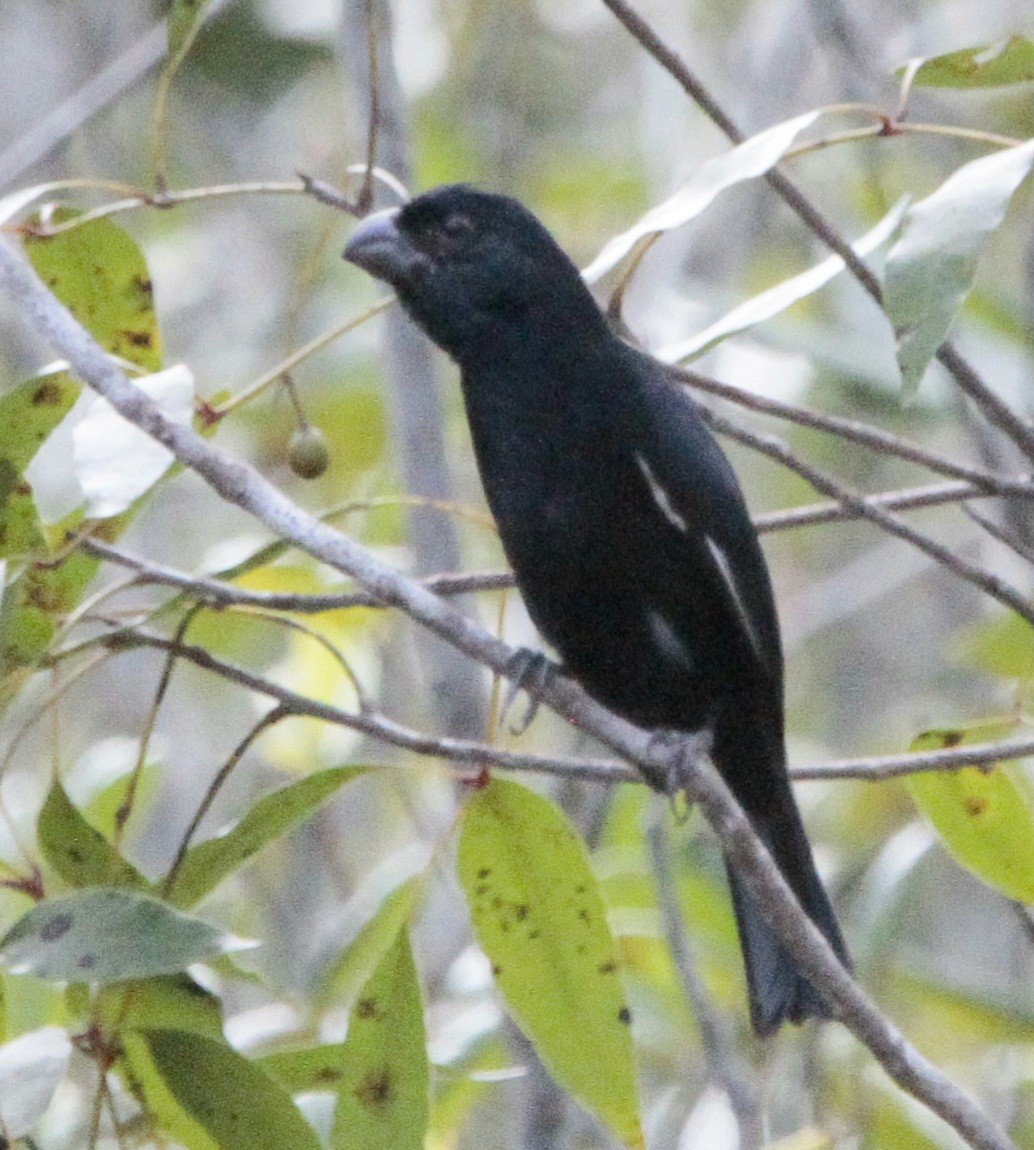 Cuban Bullfinch - ML614850487