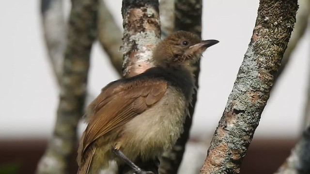 Бюльбюль таїландський - ML614850499