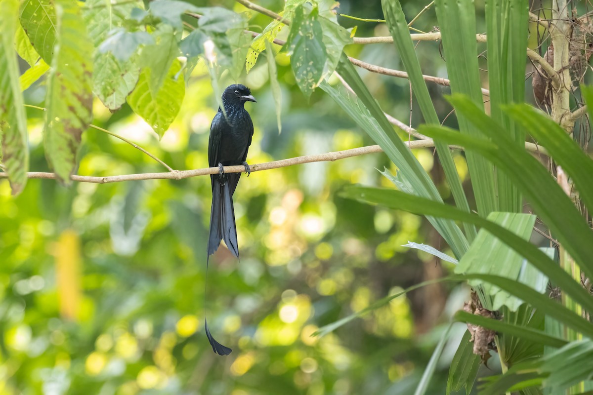 Greater Racket-tailed Drongo - Kalpesh Krishna