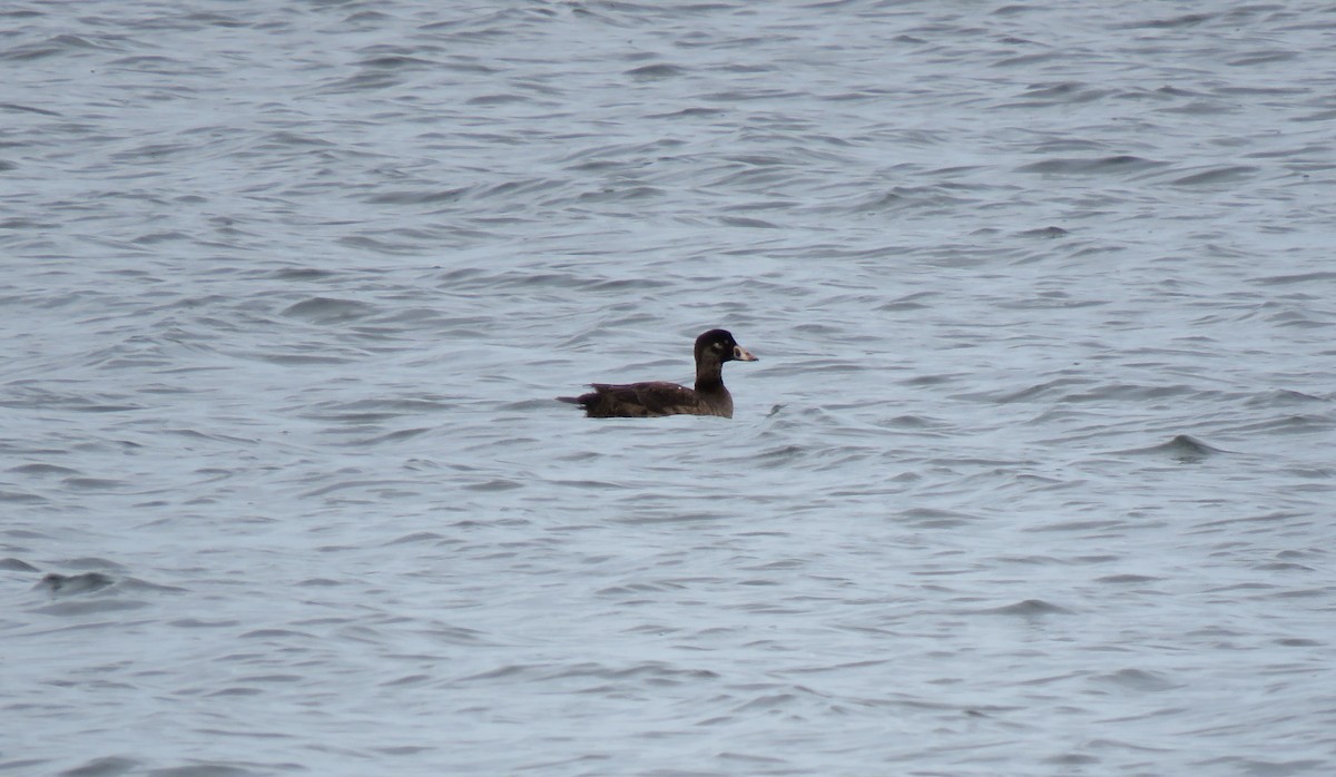 Surf Scoter - ML614850582