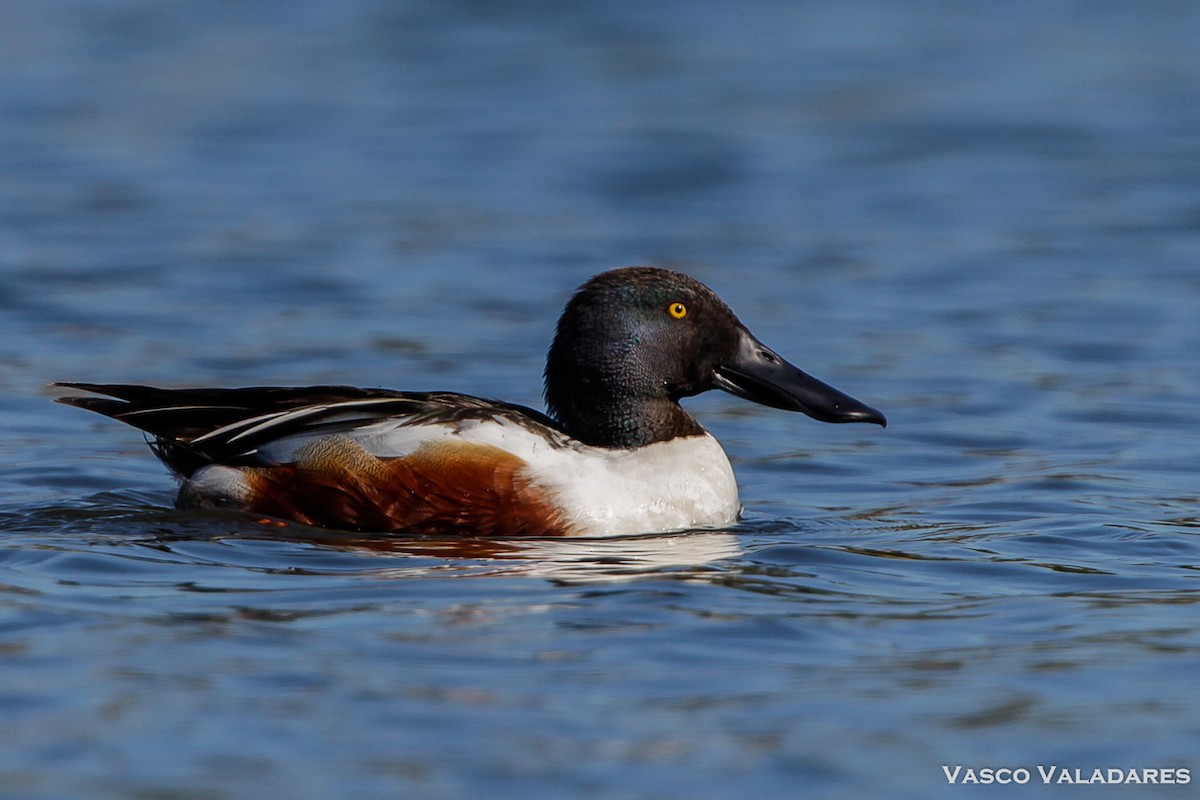 Northern Shoveler - ML614850638