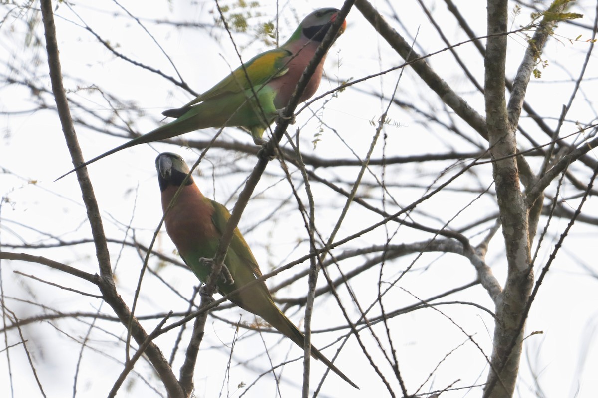 Red-breasted Parakeet - ML614850648