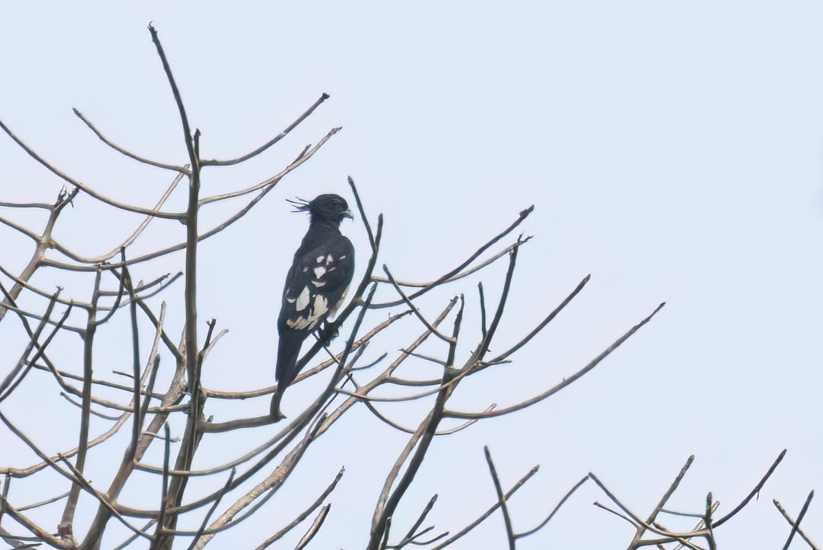 Black Baza - Kalpesh Krishna