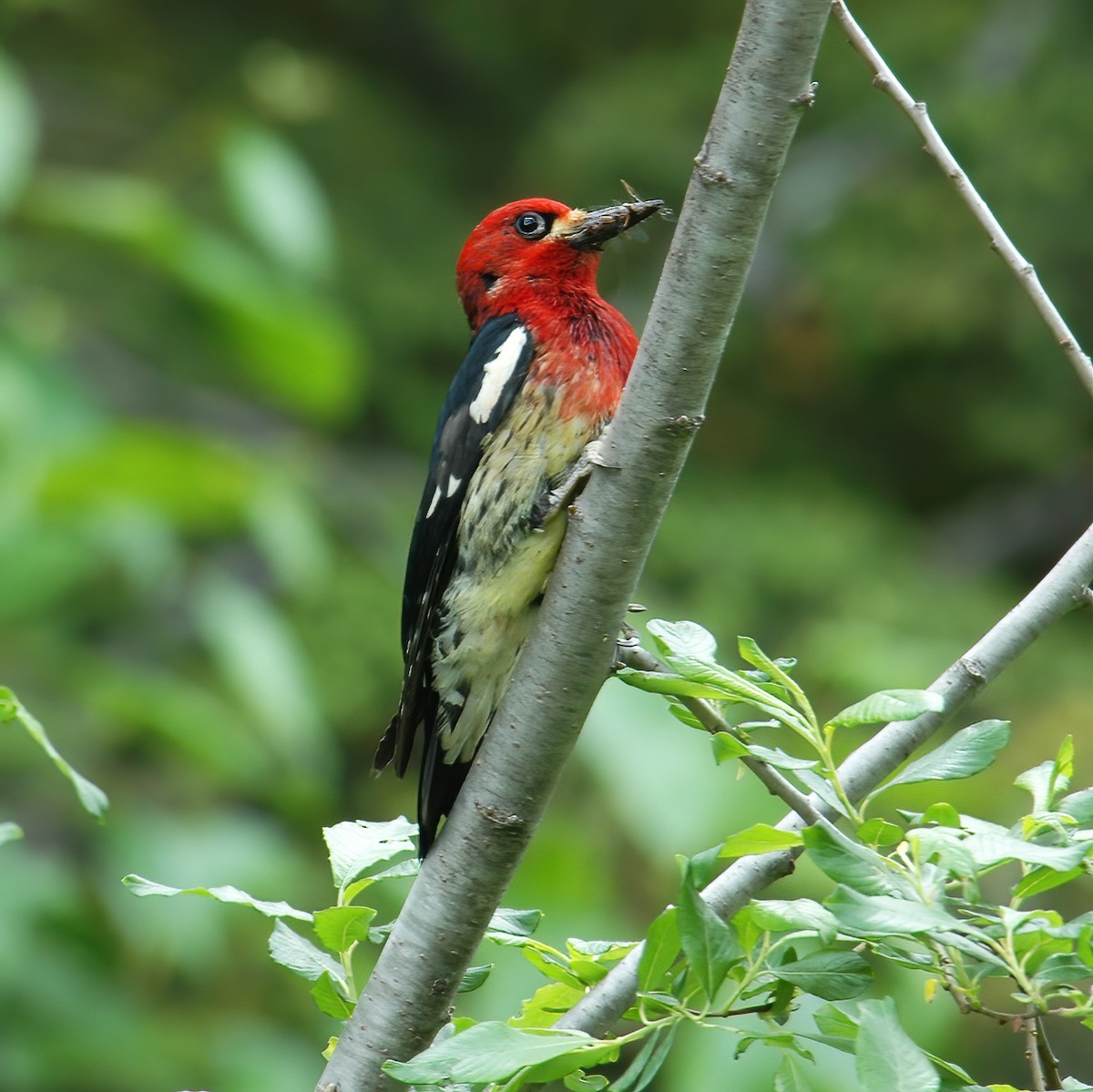 Red-breasted Sapsucker - ML614850682