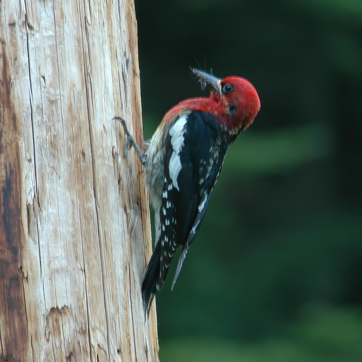 Red-breasted Sapsucker - ML614850684