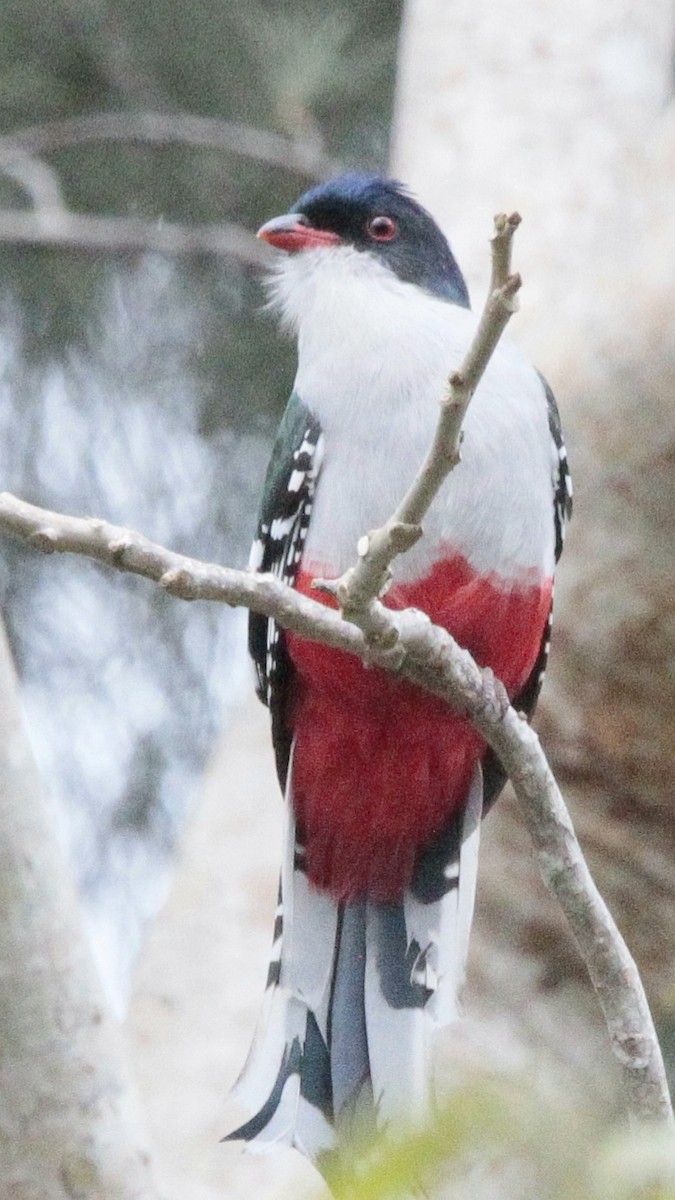 Cuban Trogon - Wency Rosales