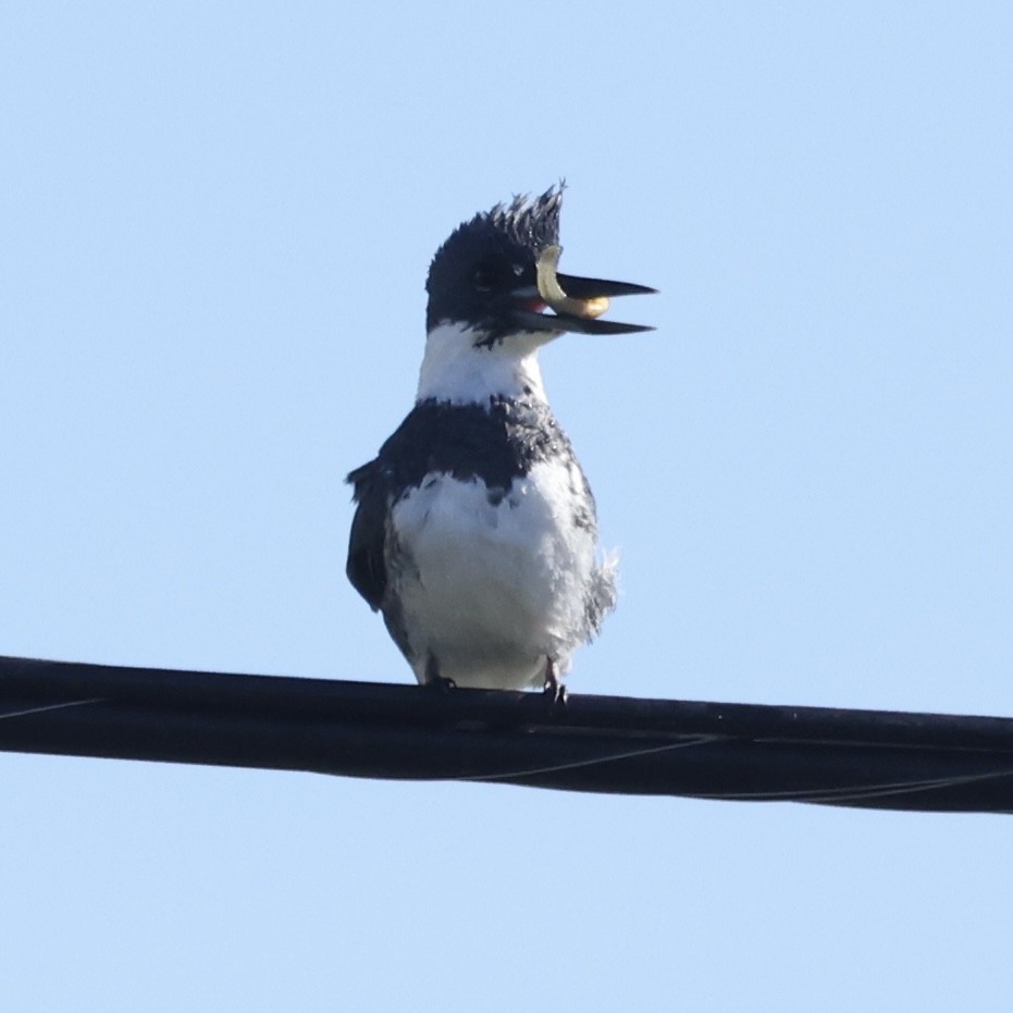 Belted Kingfisher - ML614850721