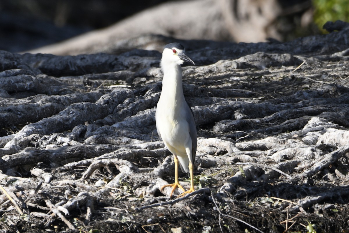 Black-crowned Night Heron - ML614850725