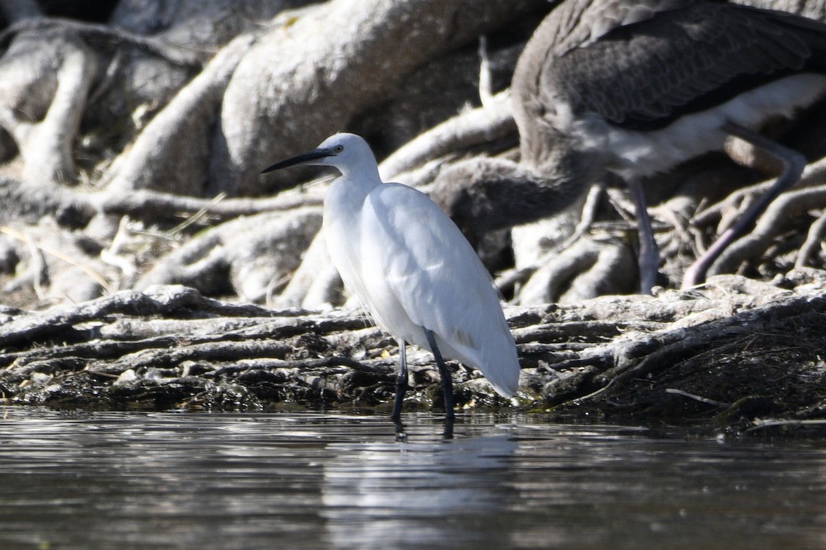 Little Egret - ML614850730