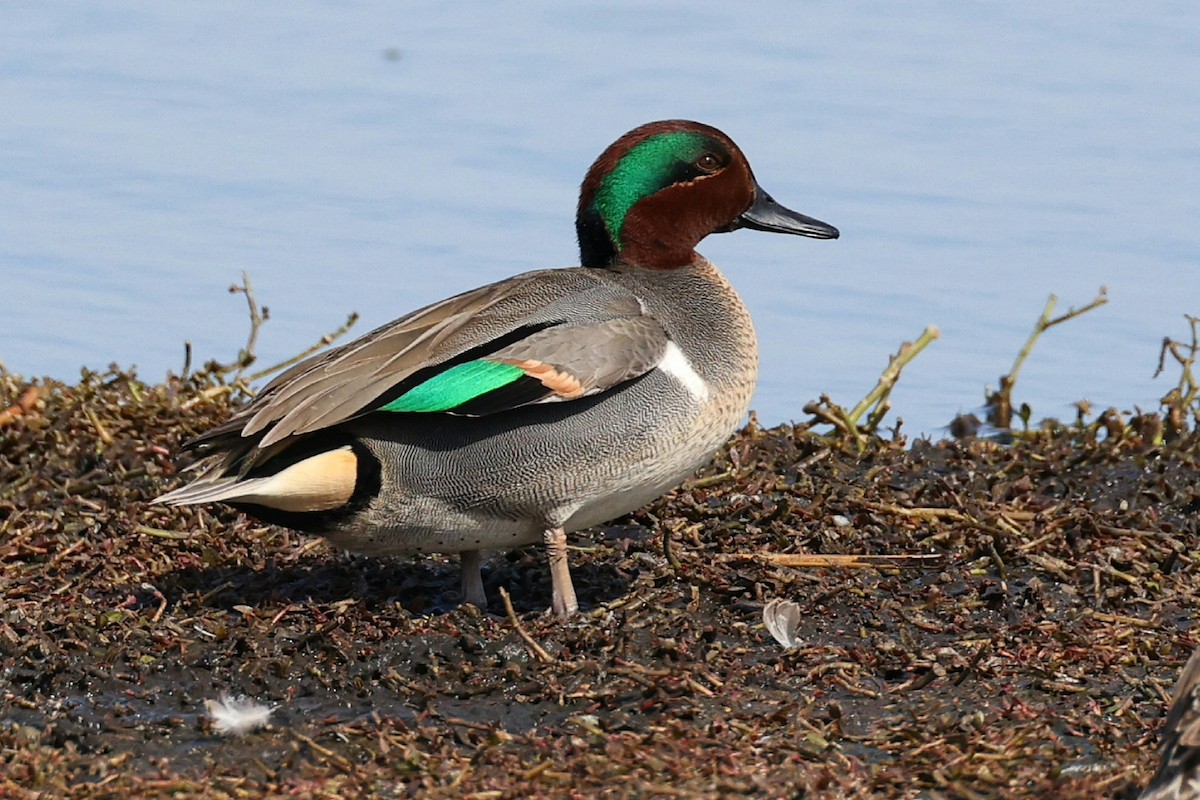 Green-winged Teal - ML614850763