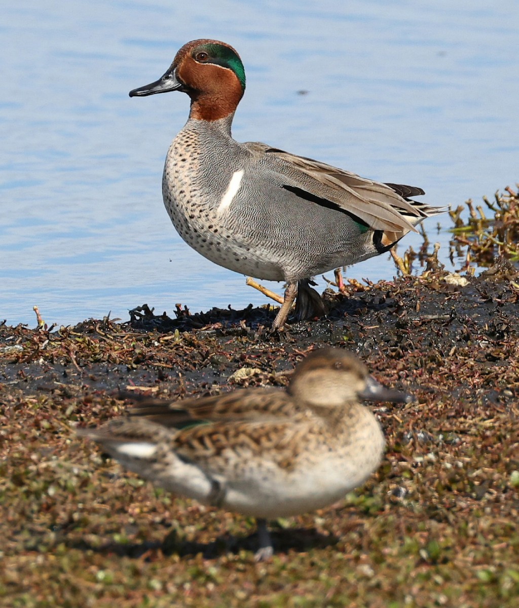 Green-winged Teal - ML614850764