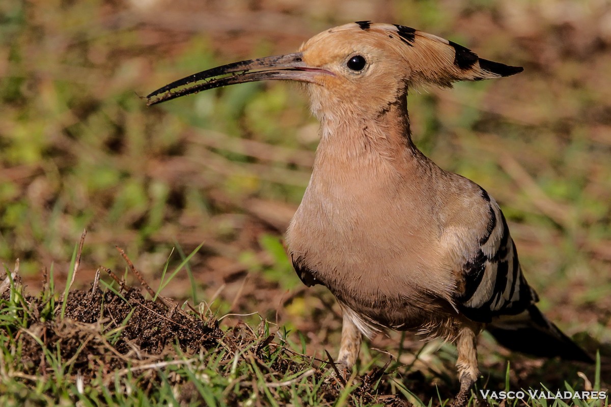 Eurasian Hoopoe - ML614850790