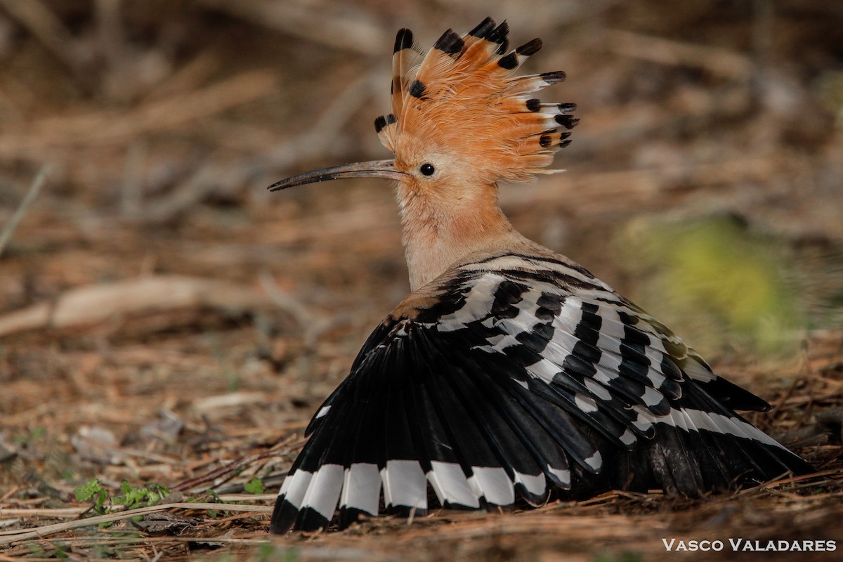 Eurasian Hoopoe - ML614850791