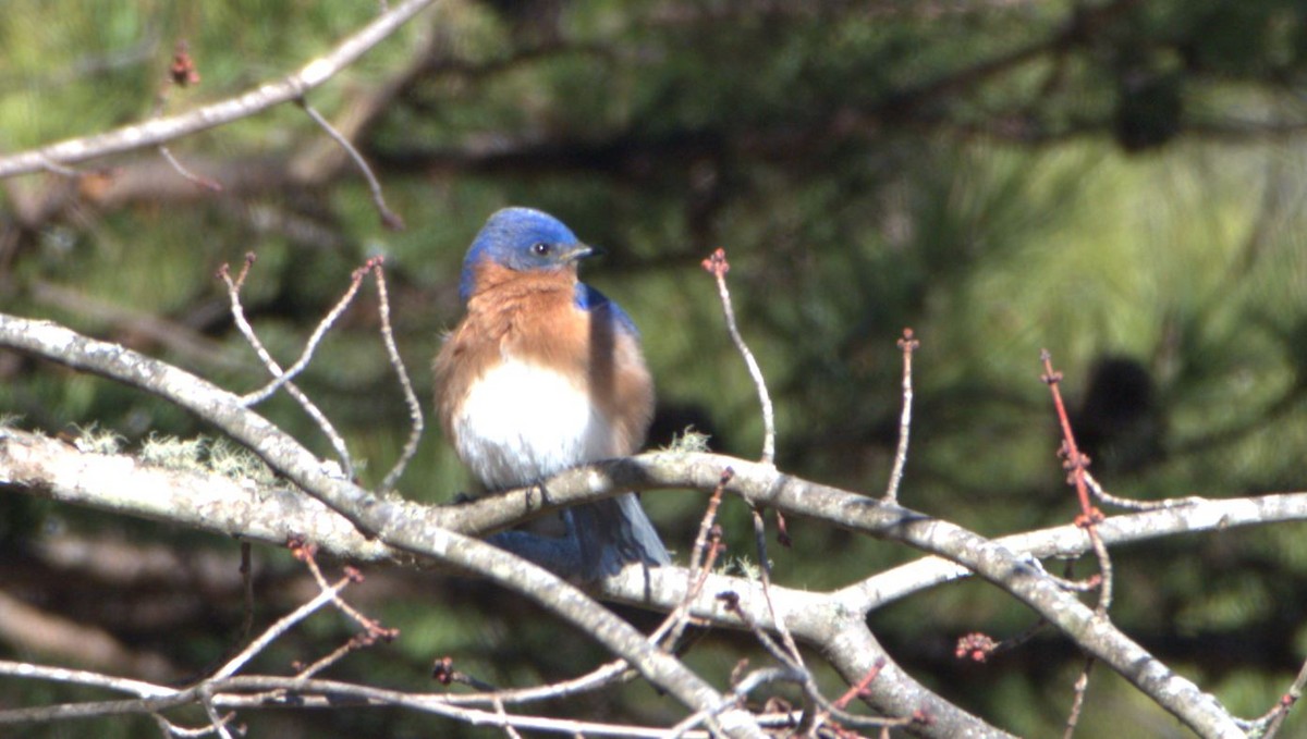 Eastern Bluebird - ML614850800