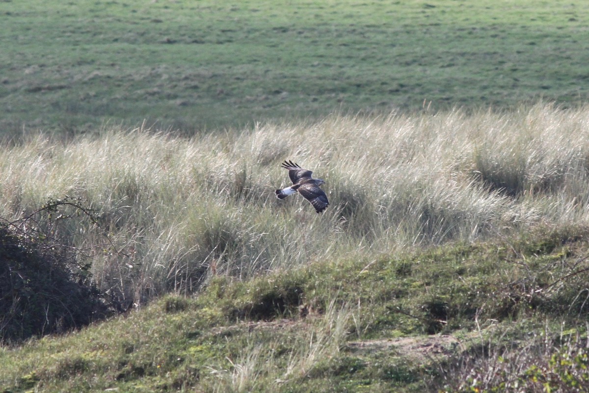 Rough-legged Hawk - ML614850813