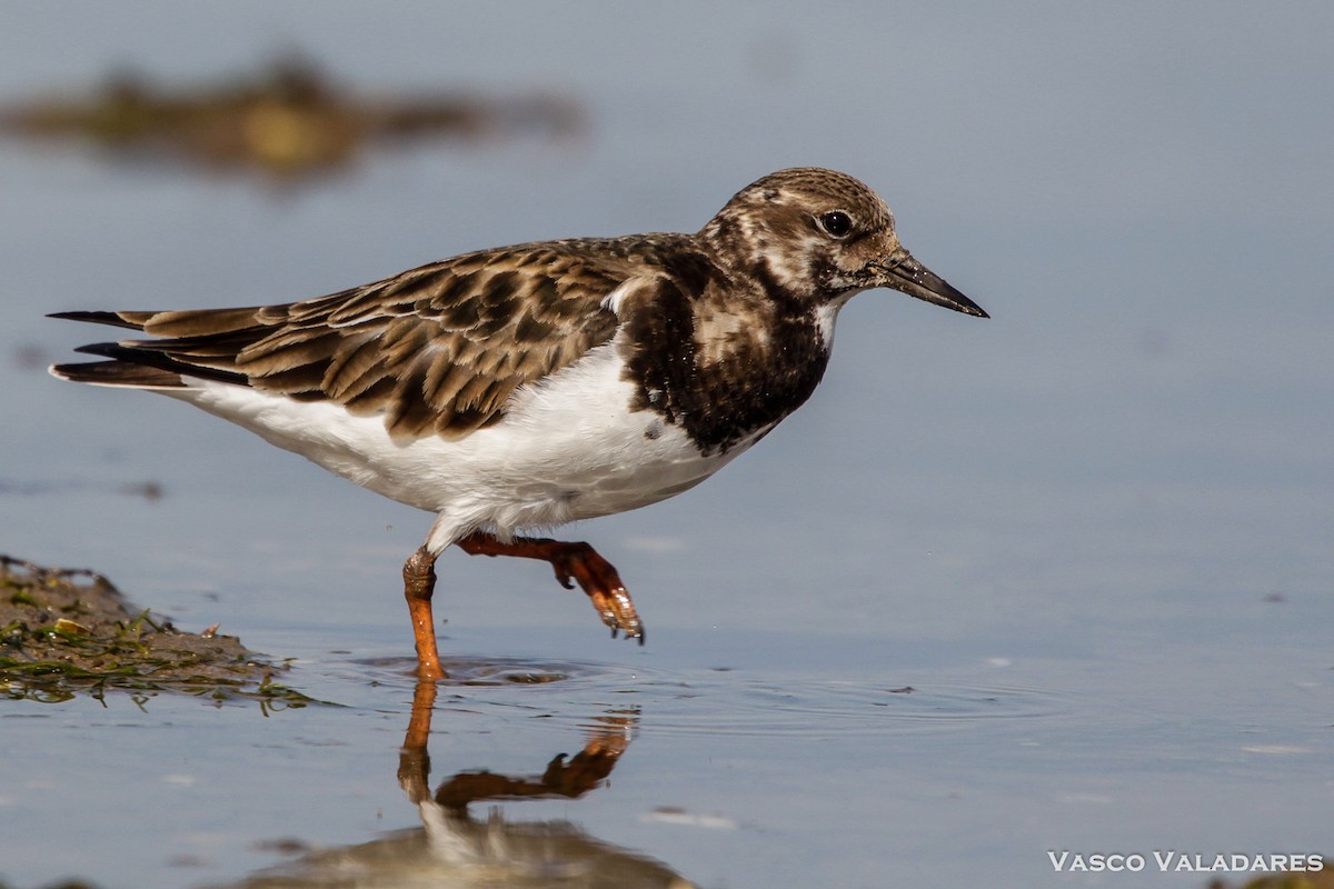 Ruddy Turnstone - ML614850829