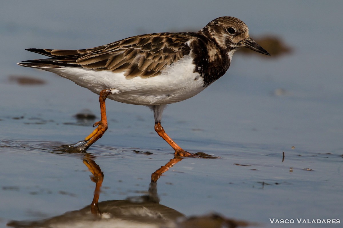 Ruddy Turnstone - ML614850830