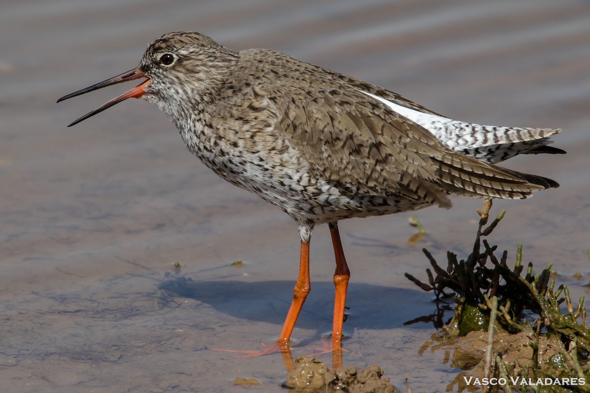 Common Redshank - ML614850837