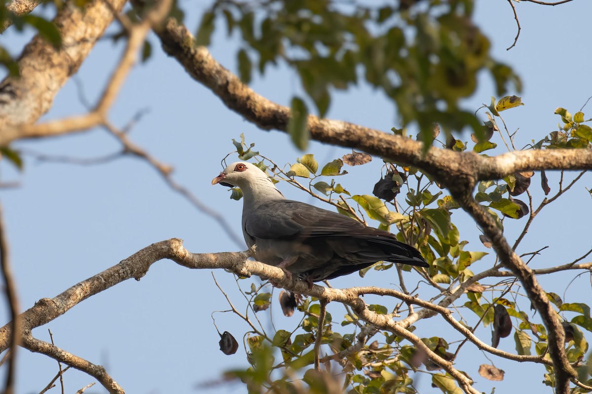 Andaman Wood-Pigeon - ML614850864