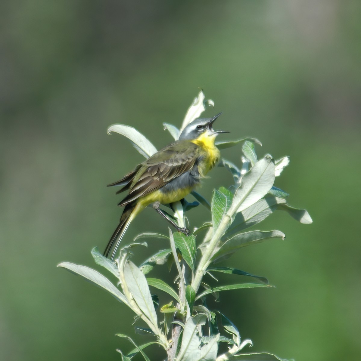 Eastern Yellow Wagtail - ML614850876