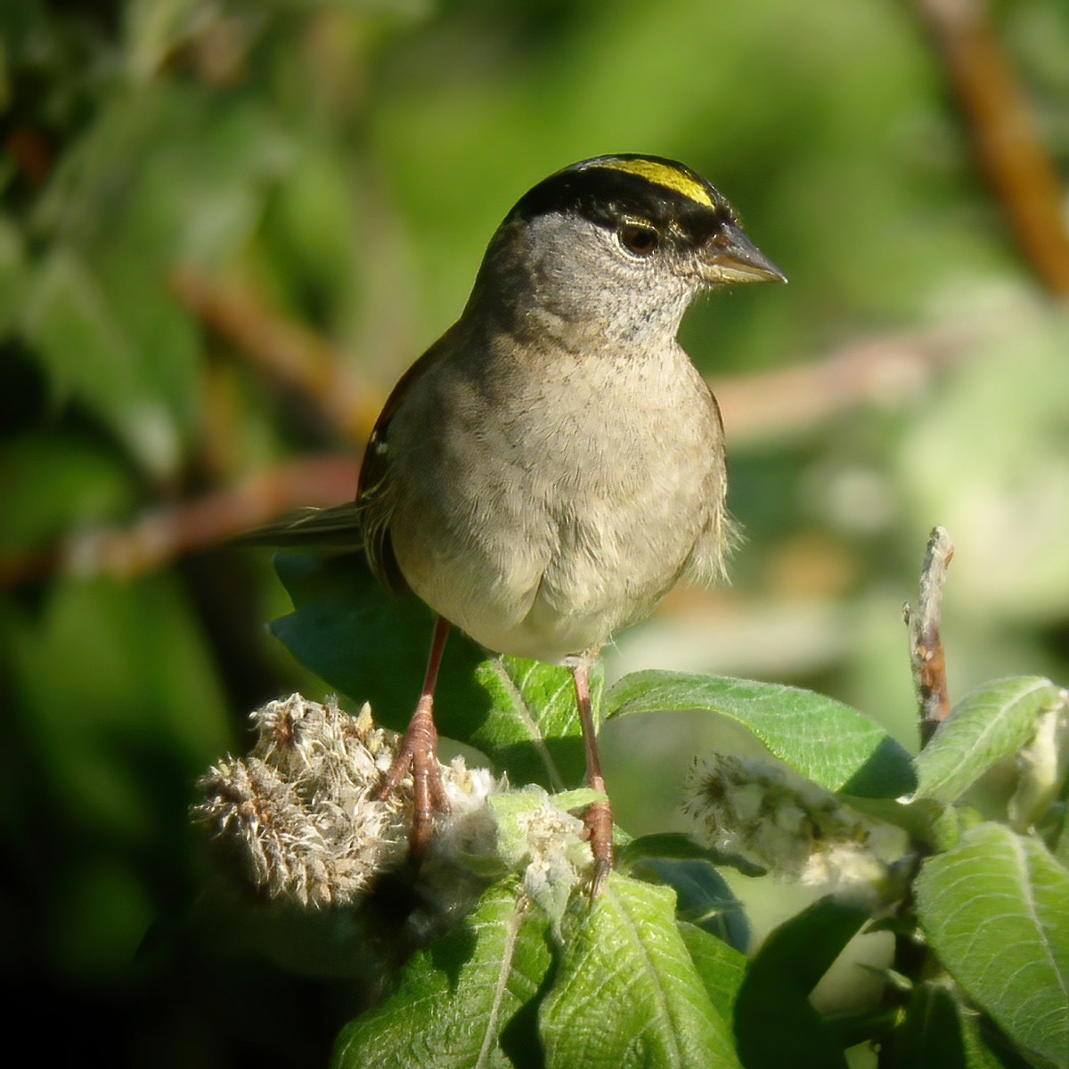 Bruant à couronne dorée - ML614850885