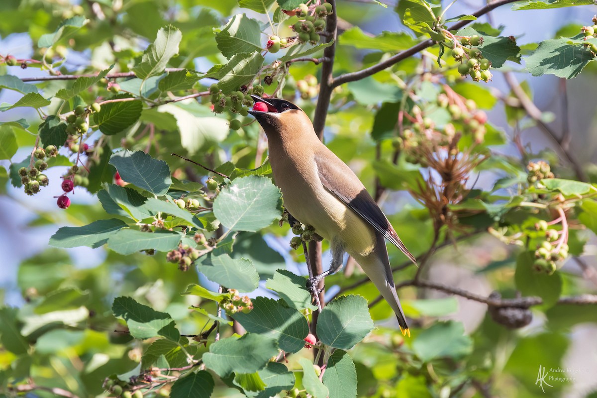 Cedar Waxwing - ML614850899