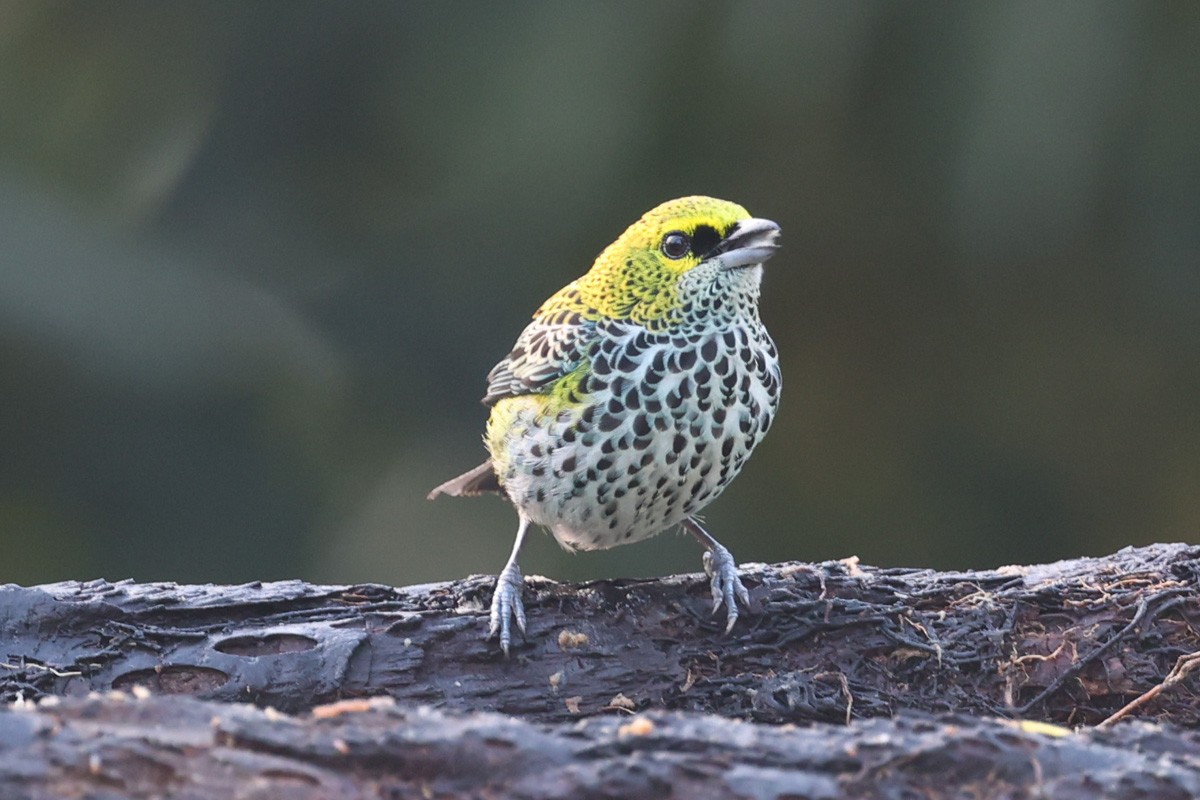 Speckled Tanager - ML614850908