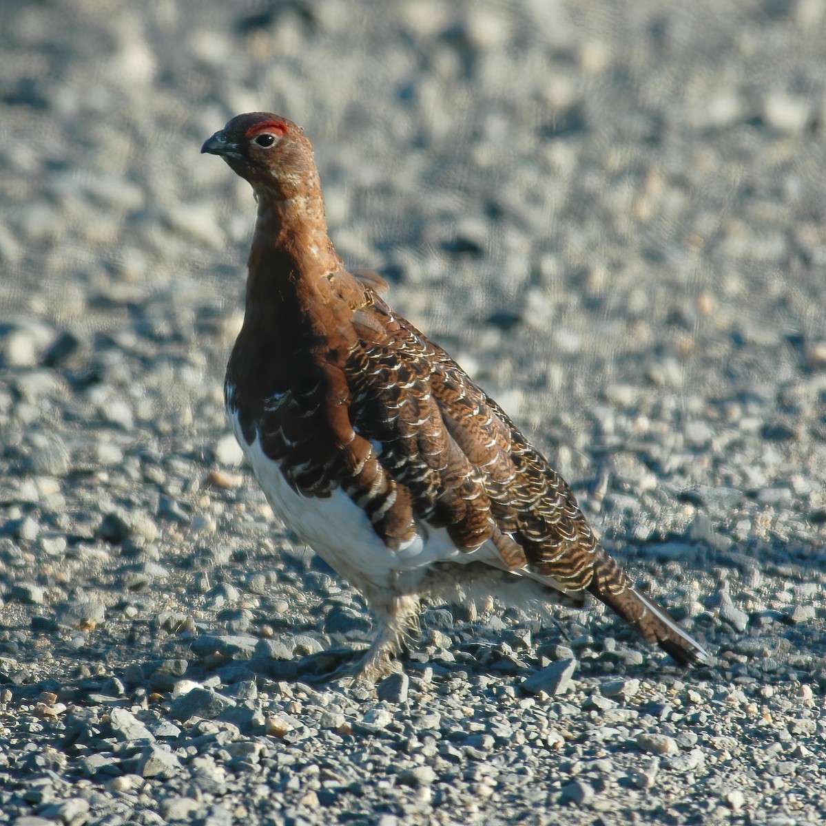 Willow Ptarmigan - Gary Rosenberg