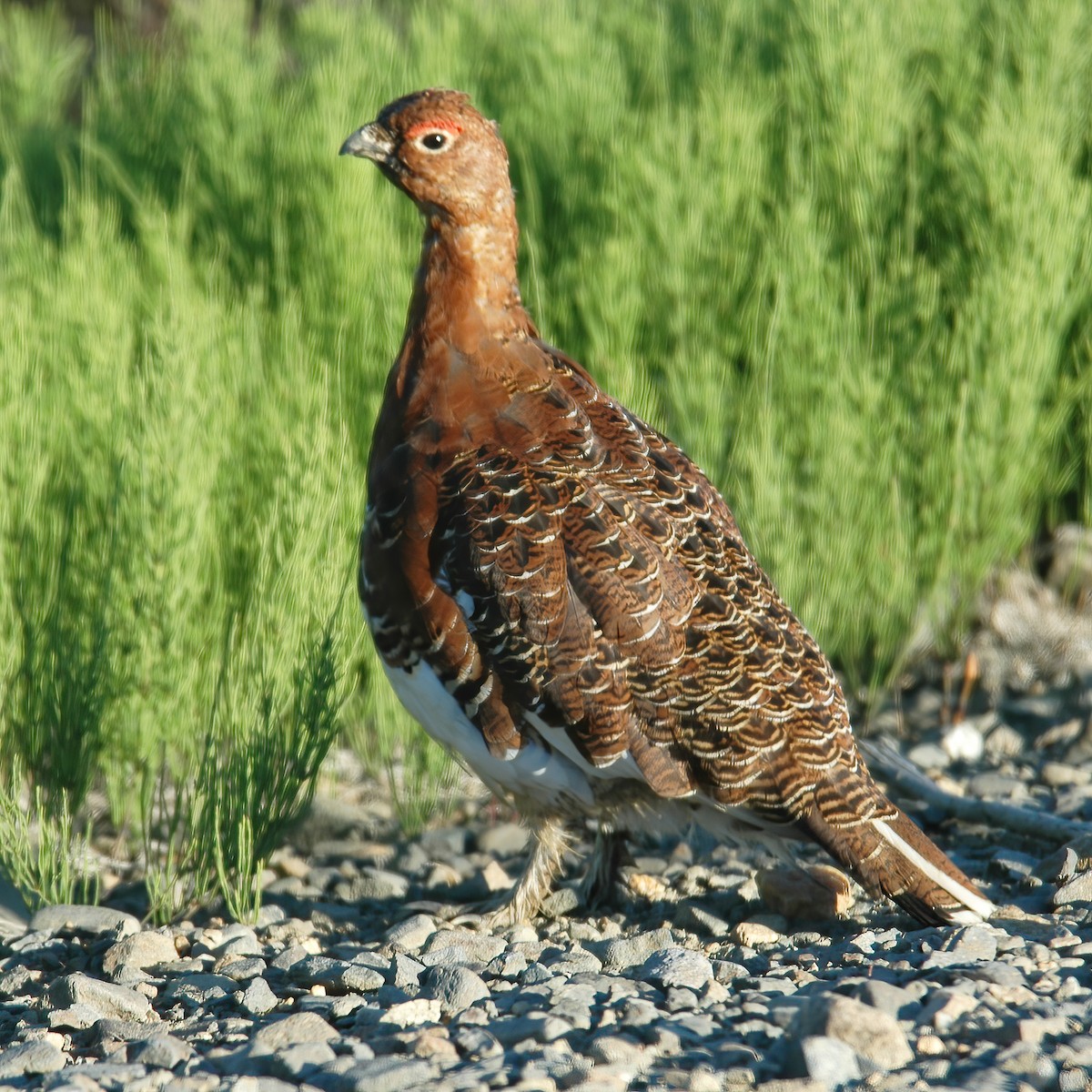 Willow Ptarmigan - Gary Rosenberg