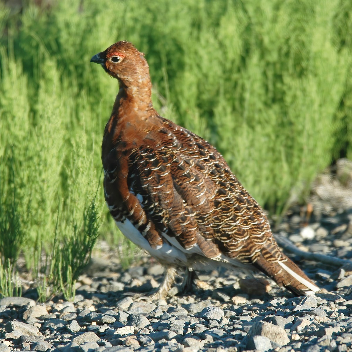 Willow Ptarmigan - ML614850922