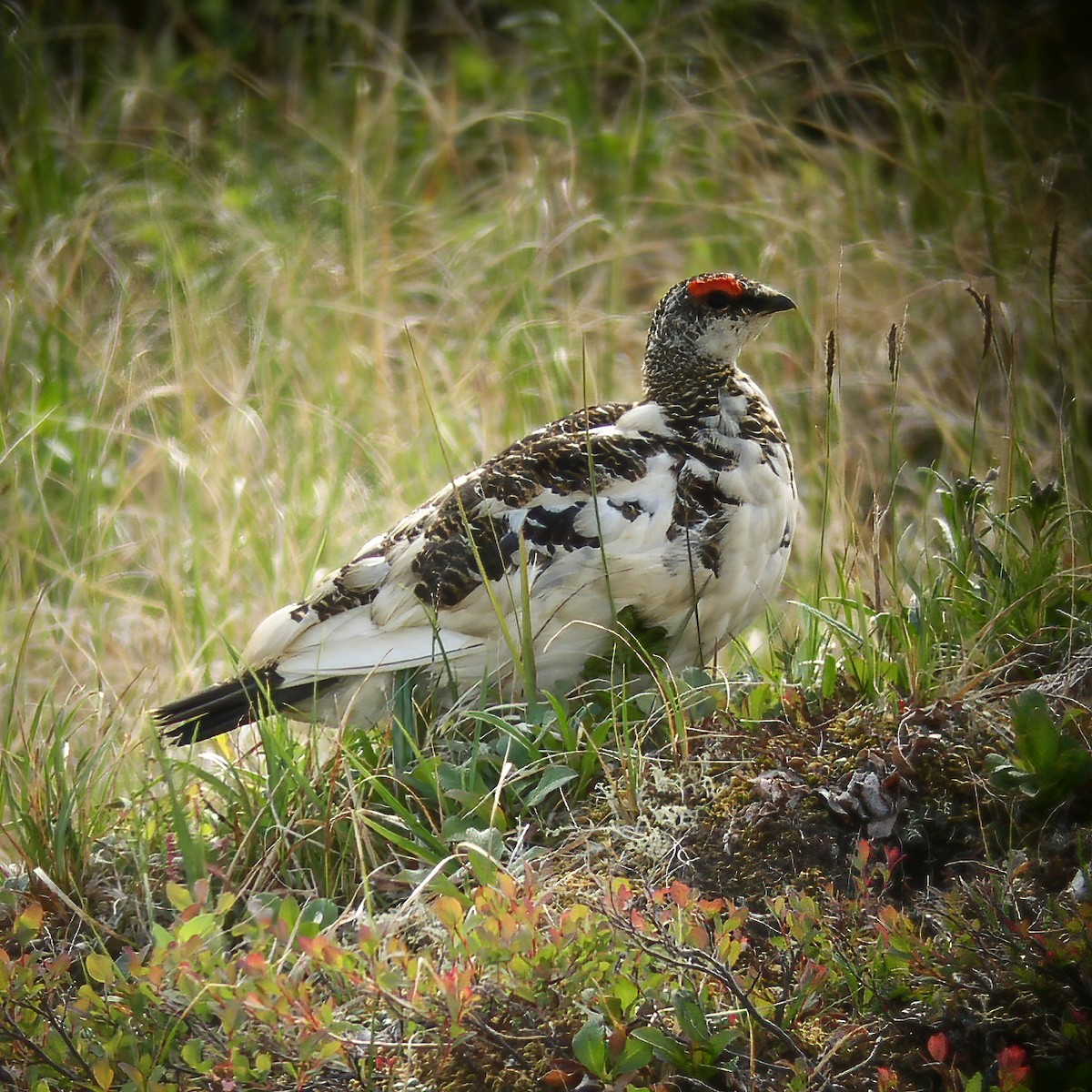 Rock Ptarmigan - Gary Rosenberg