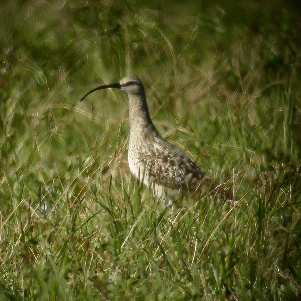 Bristle-thighed Curlew - Gary Rosenberg